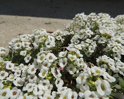 hagaki3