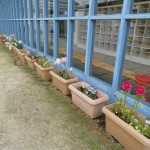 ♪さいた　さいた